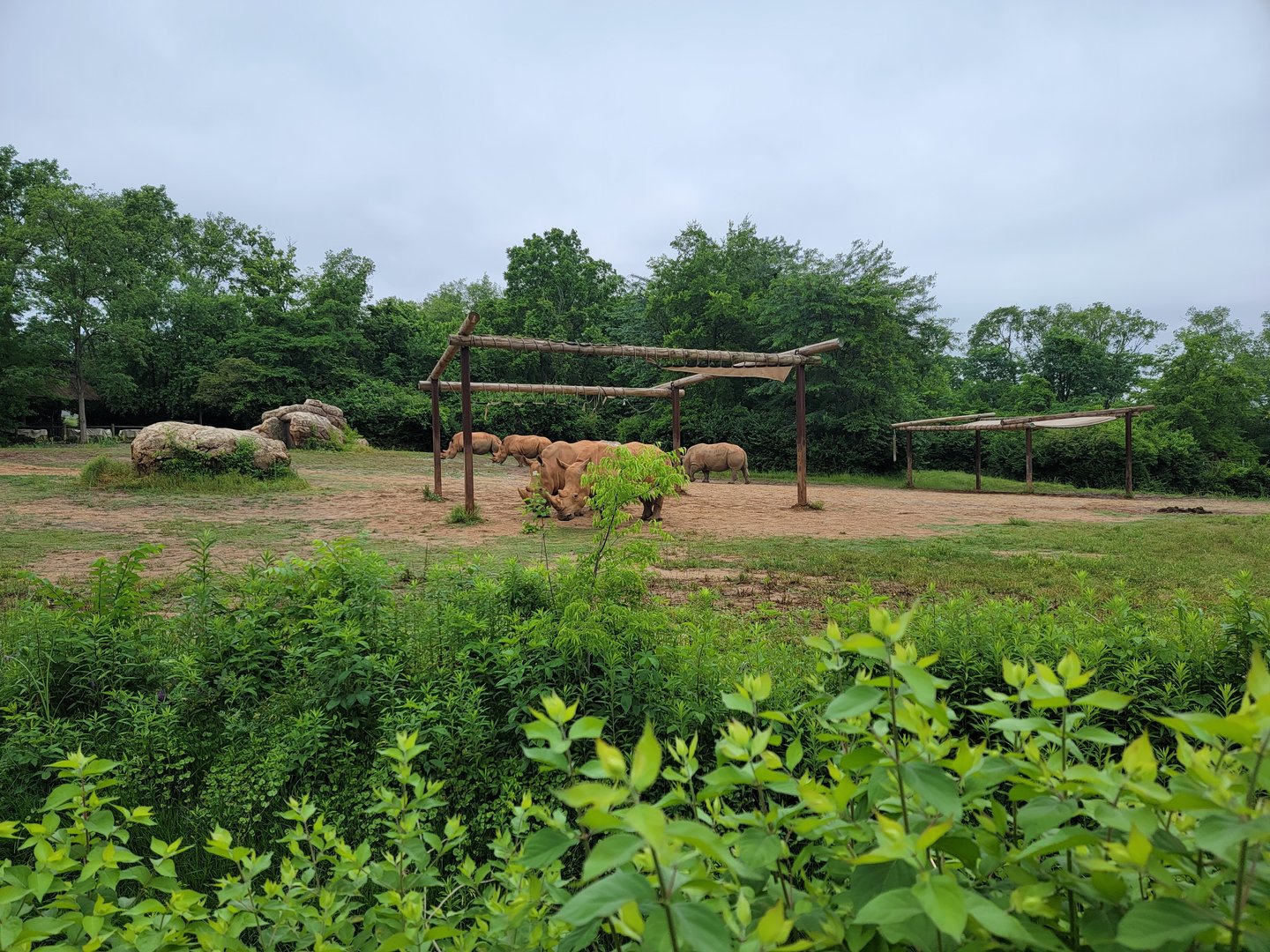 Nashville Zoo 5/22 - Southern white rhinoceros