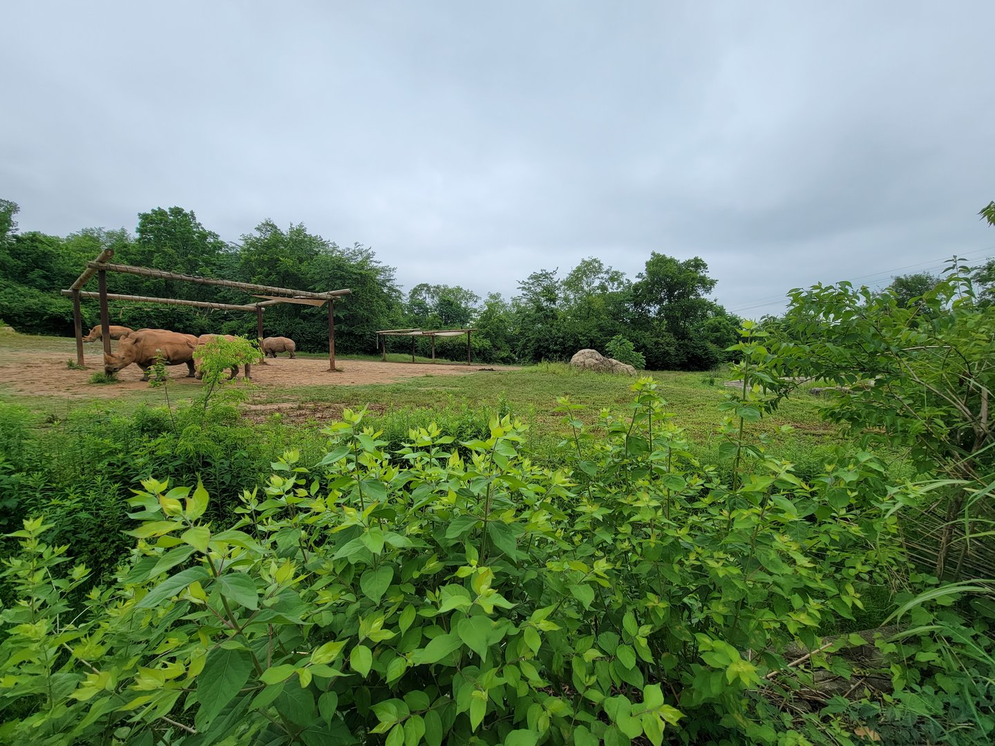 Nashville Zoo 5/22 - Southern white rhinoceros