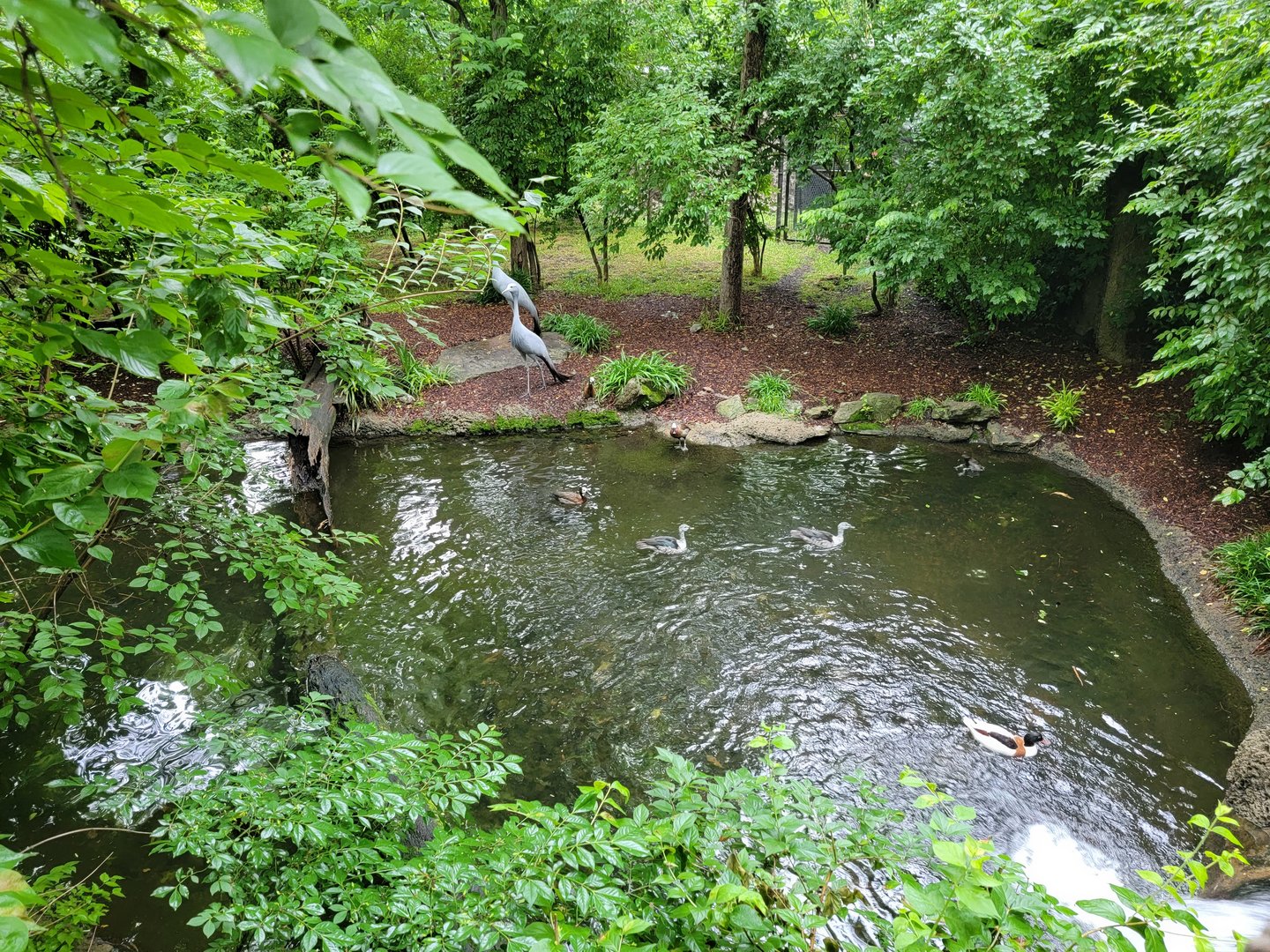 Nashville Zoo 5/22 - Stanley crane, white-faced whistling duck, common shelduck