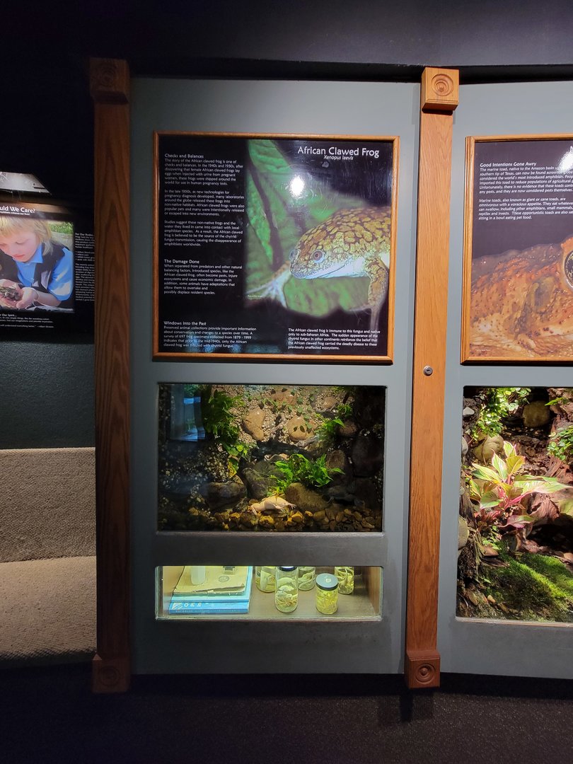 Nashville Zoo 5/22 - Unseen New World, African clawed frog