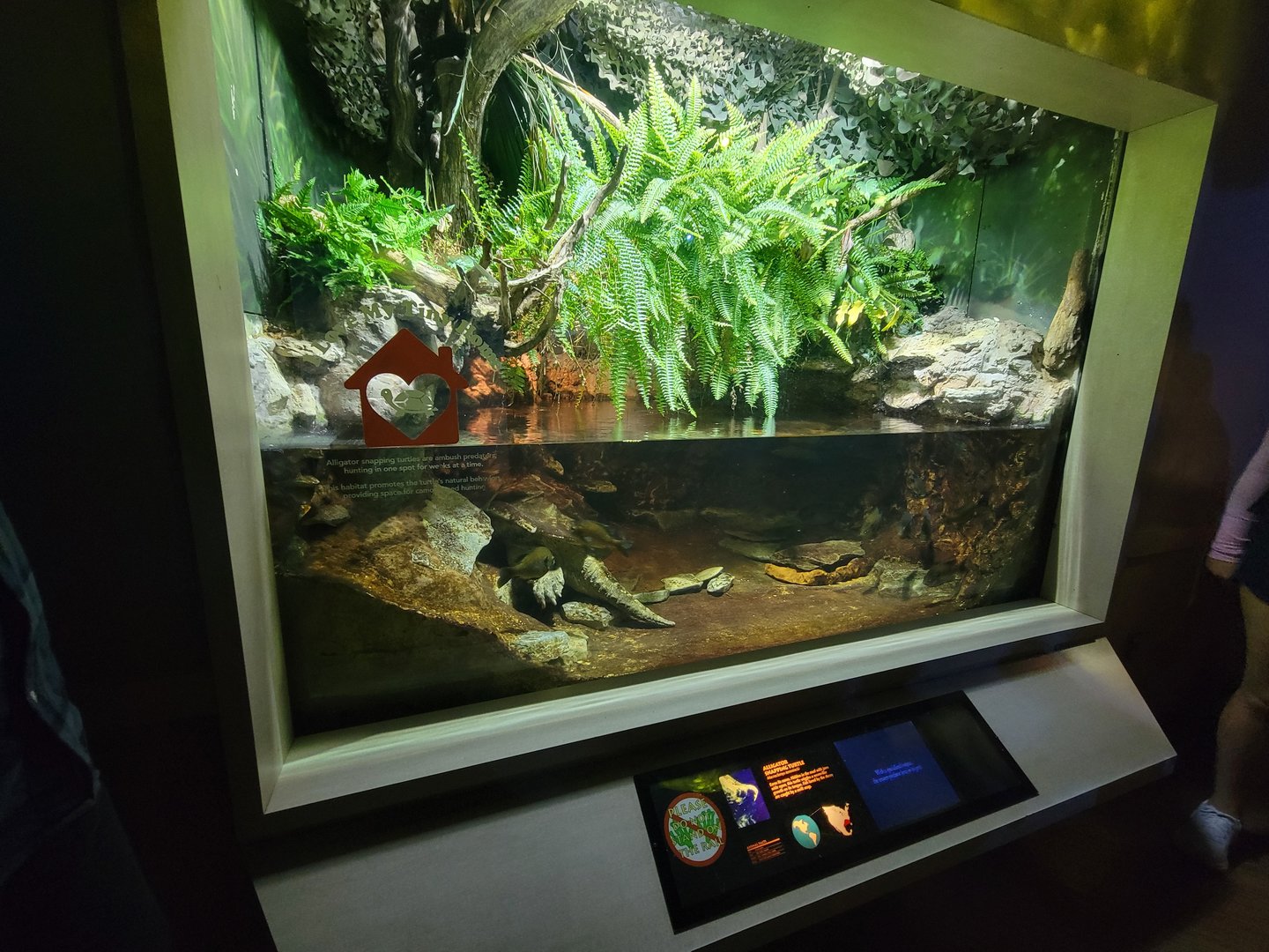 Nashville Zoo 5/22 - Unseen New World, alligator snapping turtle