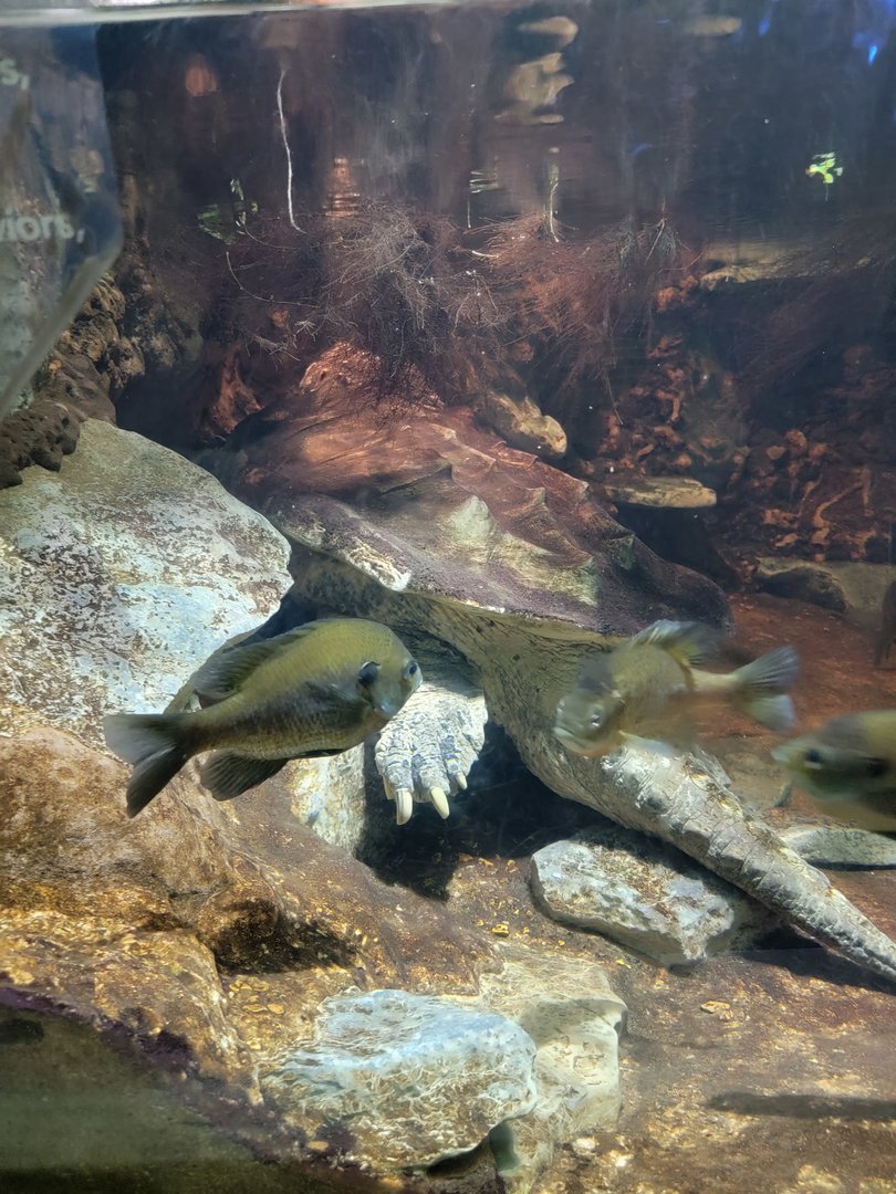 Nashville Zoo 5/22 - Unseen New World, alligator snapping turtle