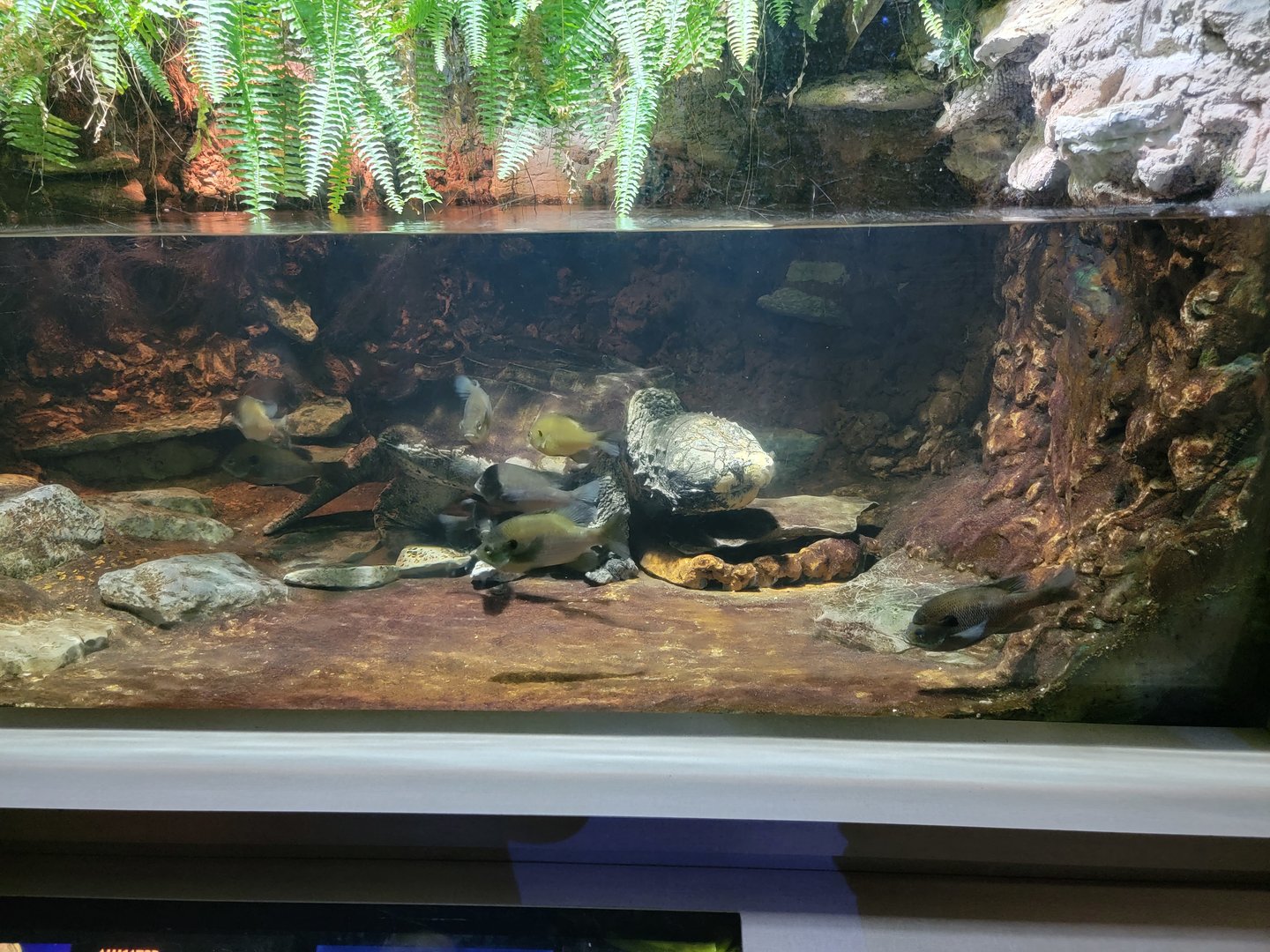 Nashville Zoo 5/22 - Unseen New World, alligator snapping turtle