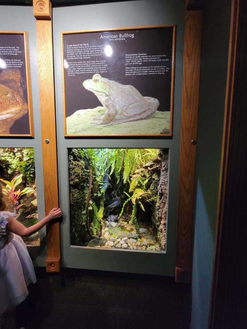 Nashville Zoo 5/22 - Unseen New World, American bullfrog (with marine toad to the left)