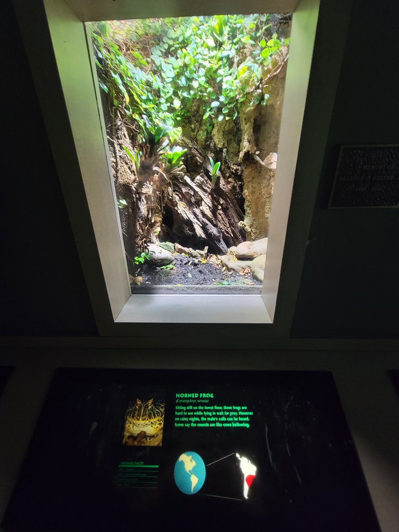 Nashville Zoo 5/22 - Unseen New World, Argentine horned frog