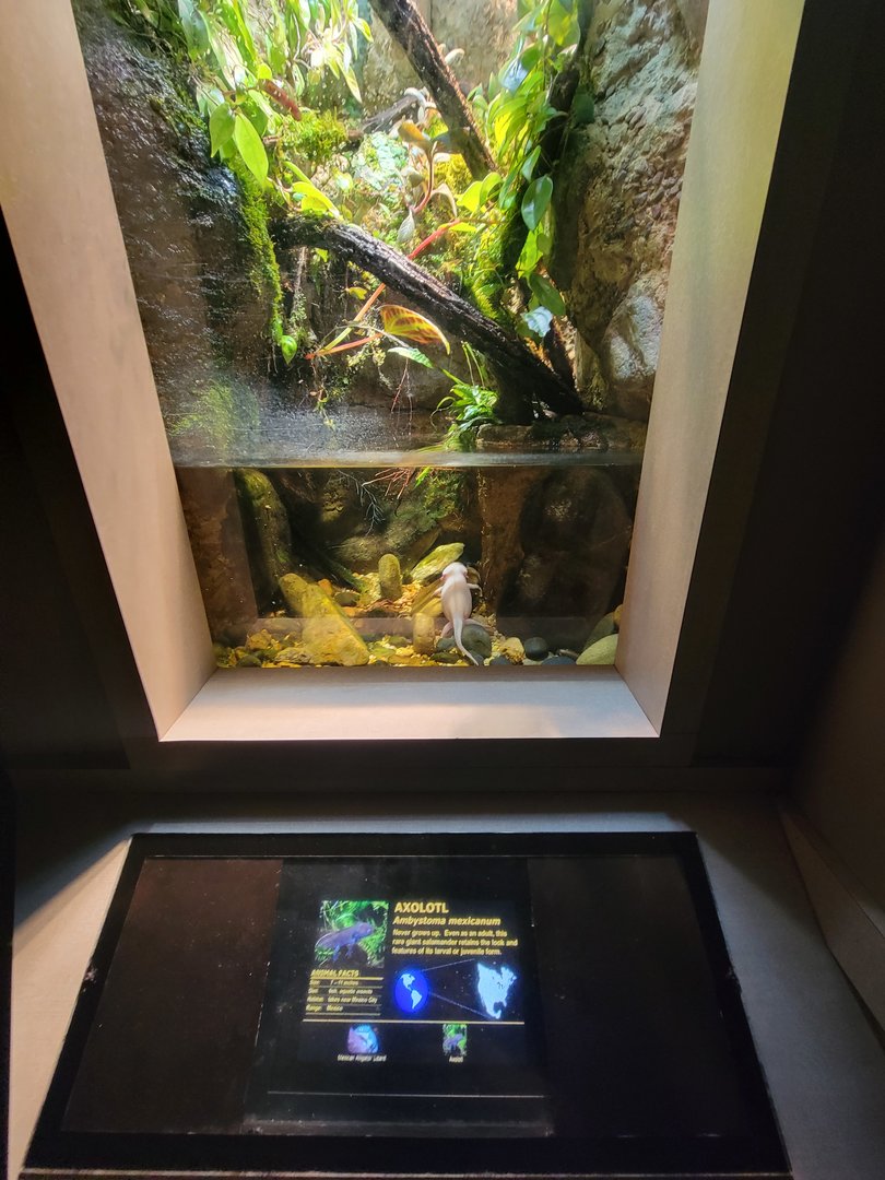 Nashville Zoo 5/22 - Unseen New World, axolotl