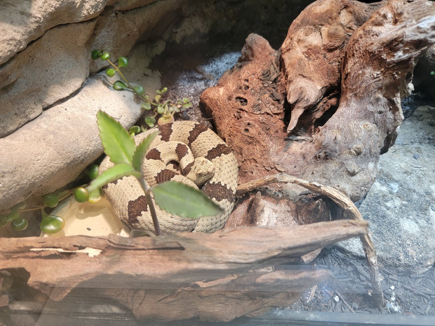 Nashville Zoo 5/22 - Unseen New World, banded rock rattlesnake