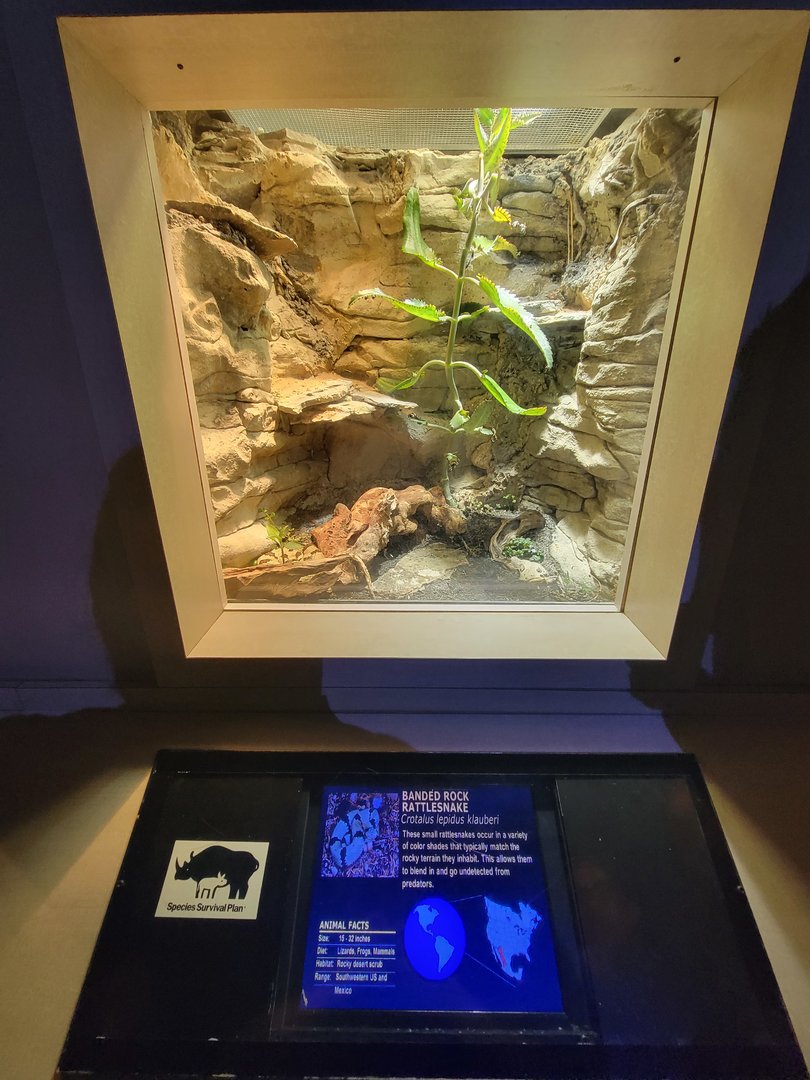 Nashville Zoo 5/22 - Unseen New World, banded rock rattlesnake