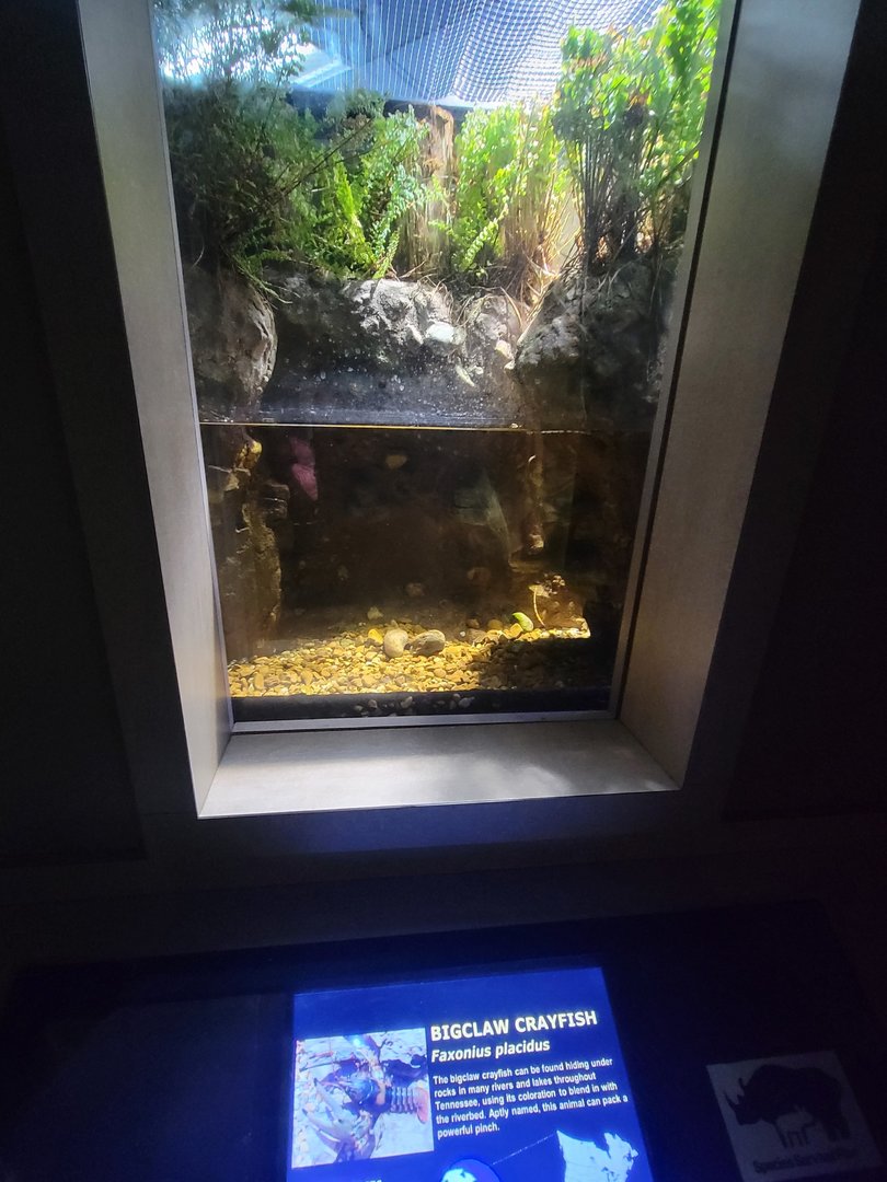 Nashville Zoo 5/22 - Unseen New World, bigclaw crayfish, Faxonius placidus