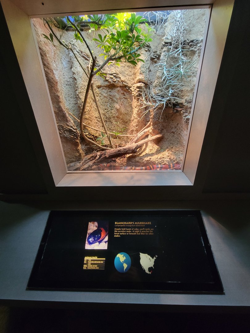 Nashville Zoo 5/22 - Unseen New World, Blanchard's milksnake