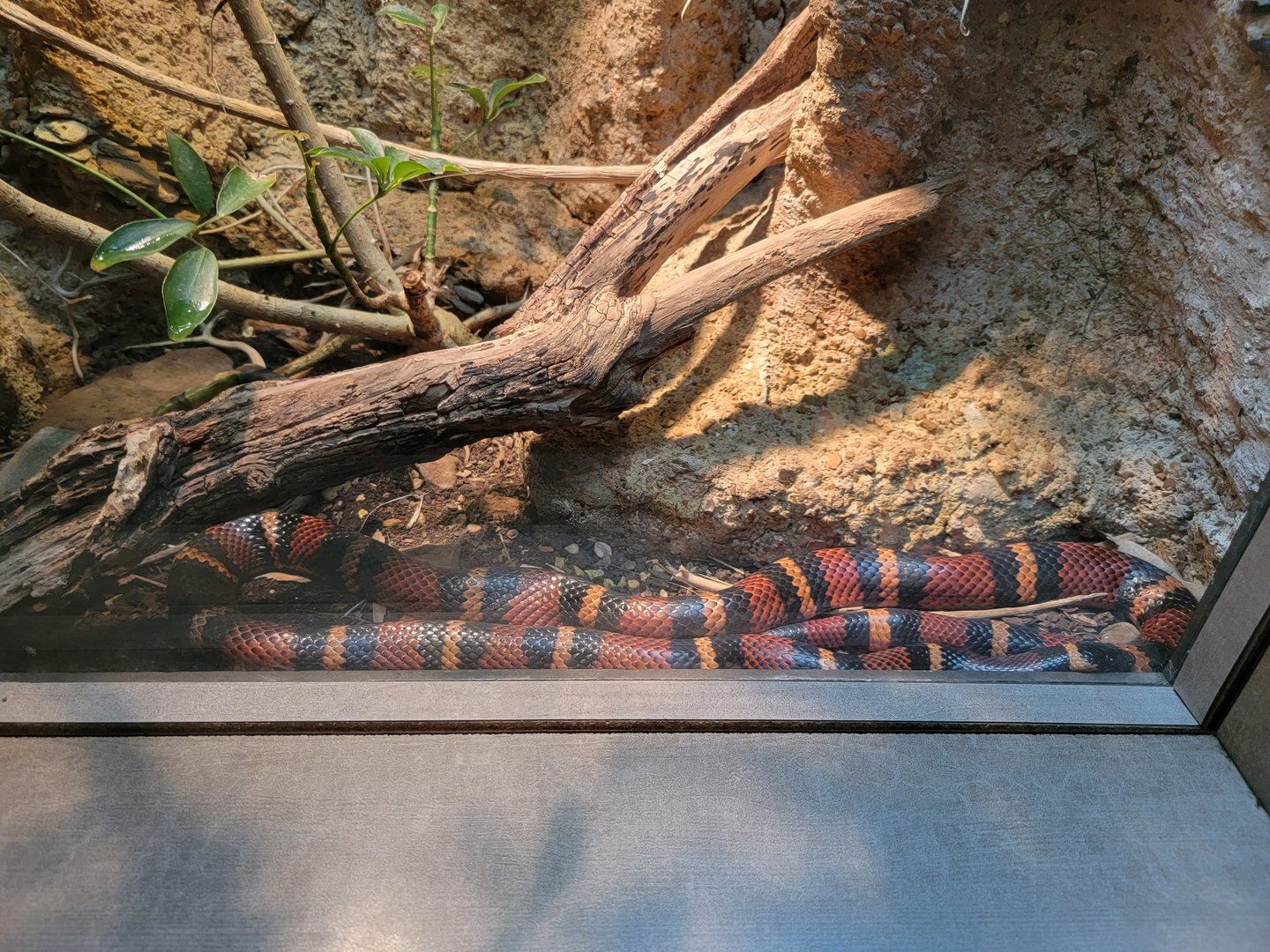 Nashville Zoo 5/22 - Unseen New World, Blanchard's milksnake