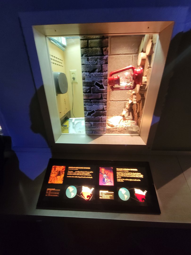 Nashville Zoo 5/22 - Unseen New World, brown recluse / black widow spiders