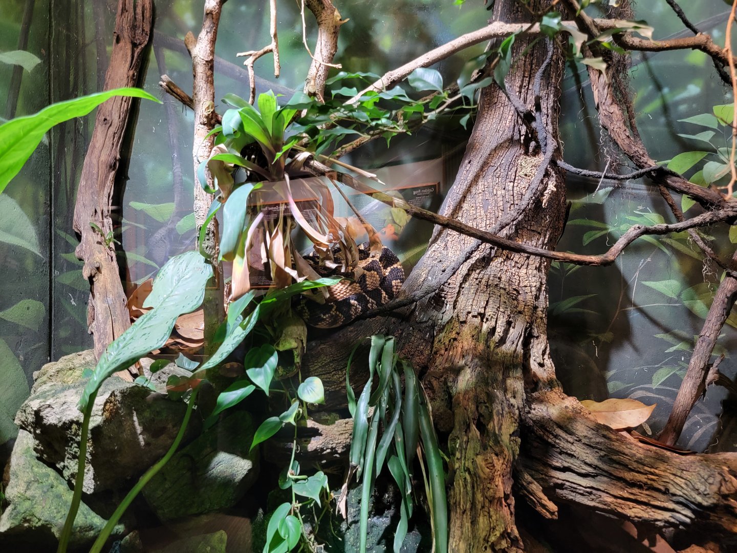 Nashville Zoo 5/22 - Unseen New World, bushmaster (with eastern casquehead iguana, yellow-headed gecko, dyeing pdf signed)