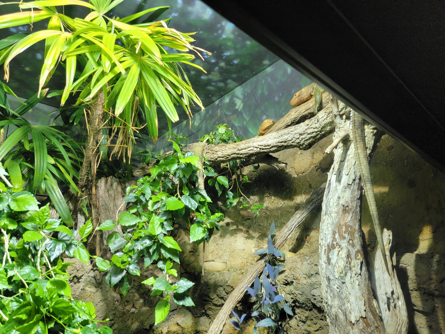 Nashville Zoo 5/22 - Unseen New World, caiman lizards
