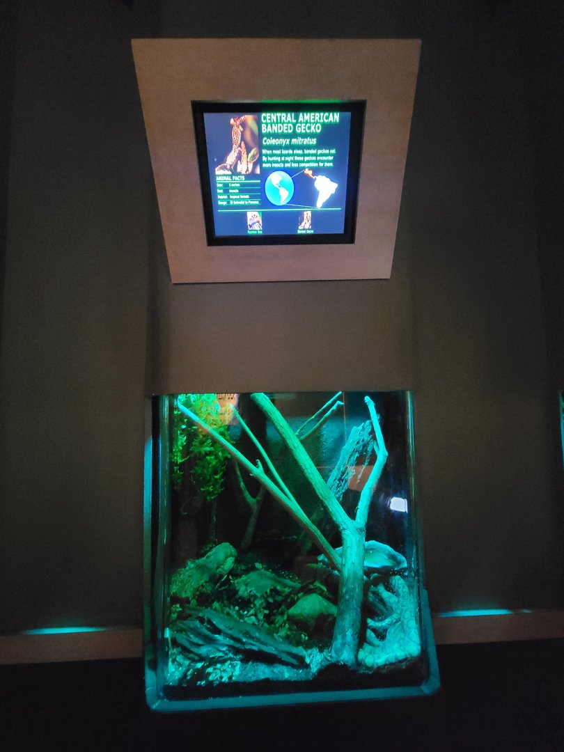 Nashville Zoo 5/22 - Unseen New World, central American banded gecko and rainbow boa