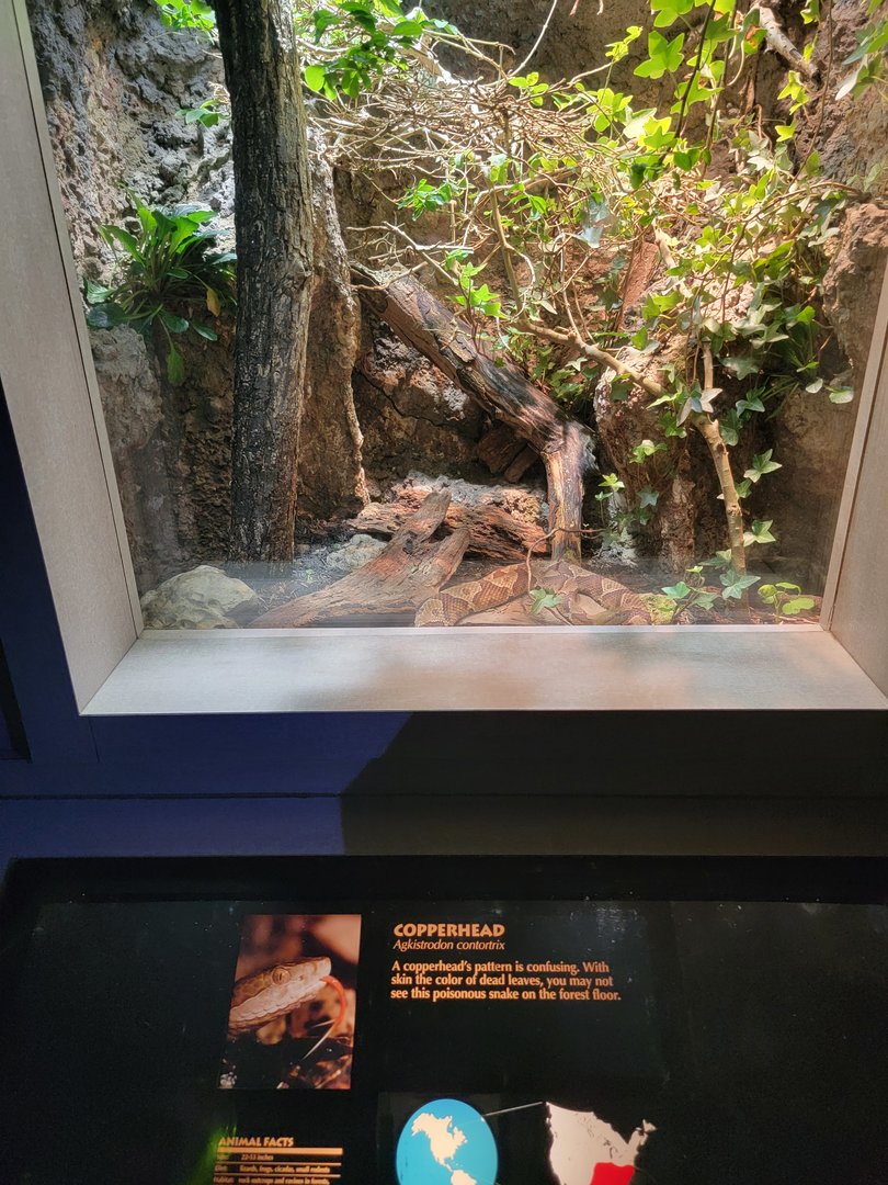 Nashville Zoo 5/22 - Unseen New World, copperhead