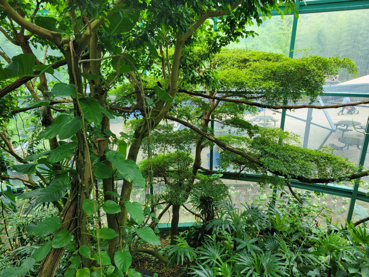 Nashville Zoo 5/22 - Unseen New World, Croft Aviary from second floor landing