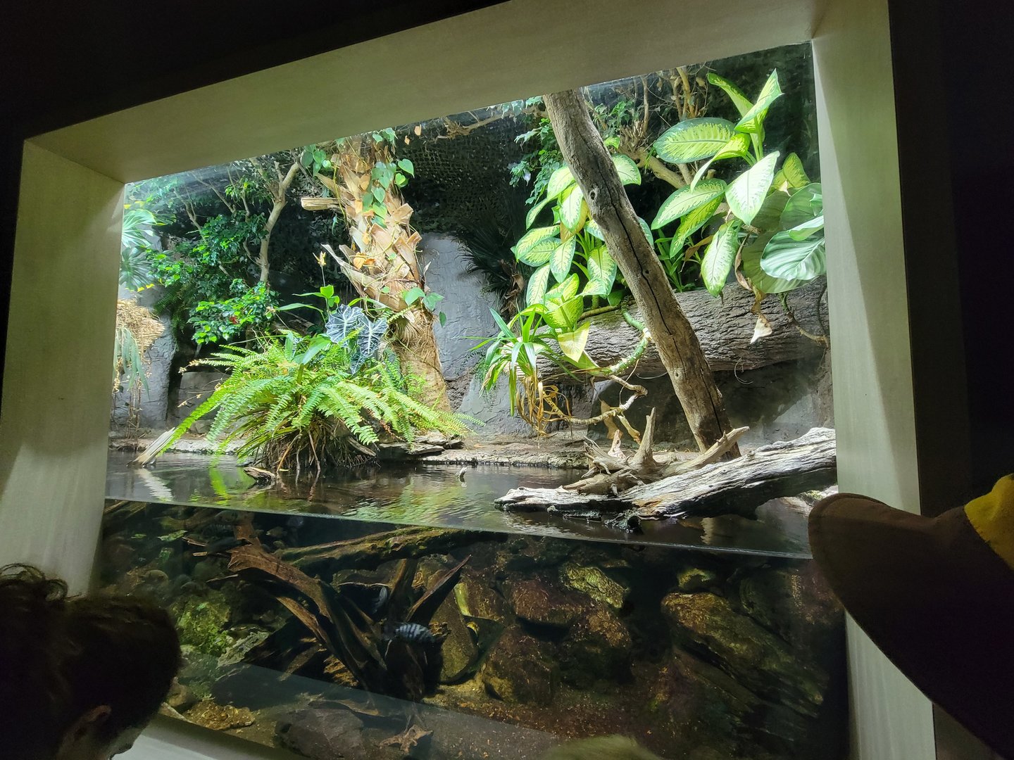 Nashville Zoo 5/22 - Unseen New World, Cuvier's dwarf caiman, mata mata