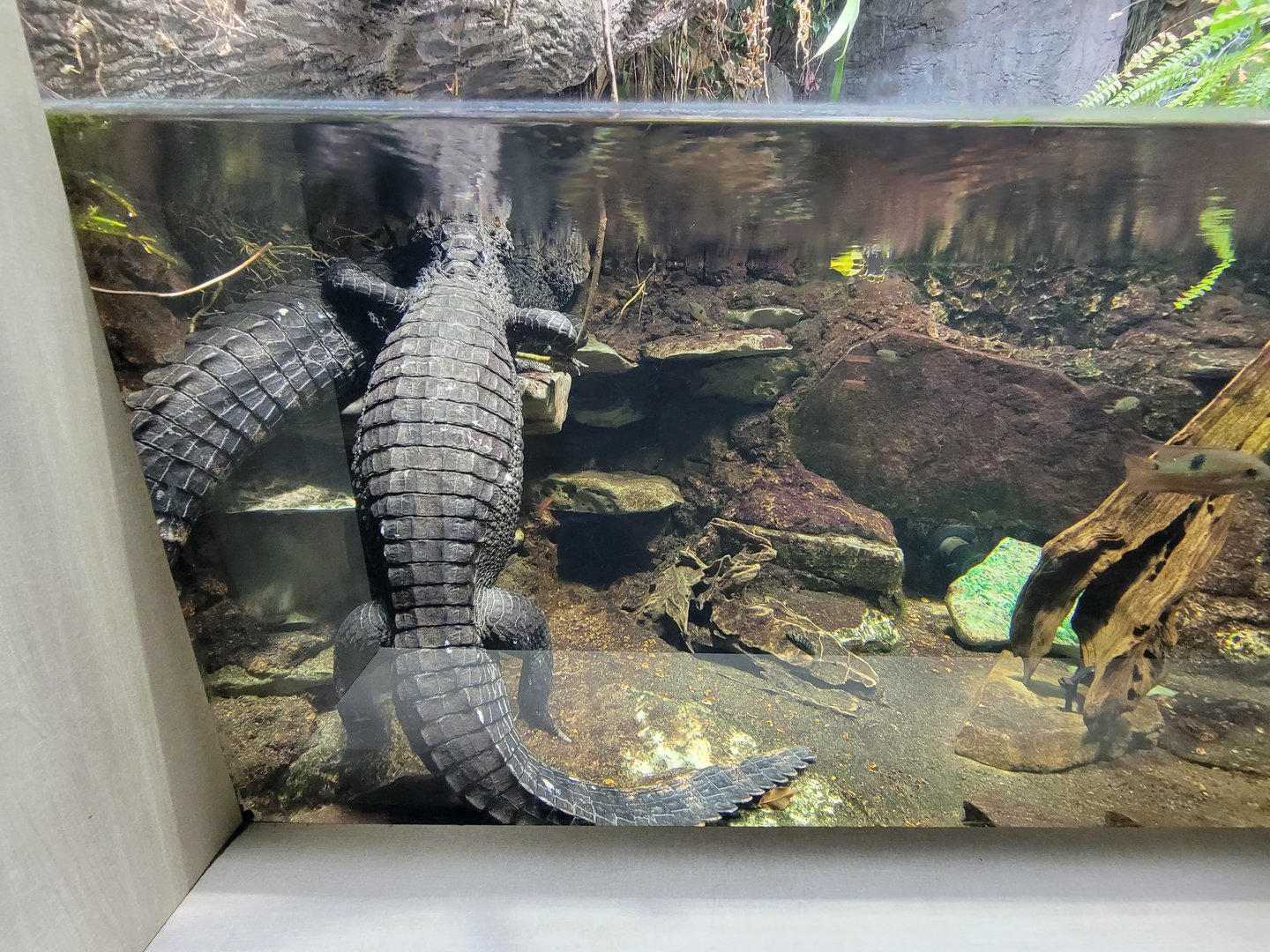 Nashville Zoo 5/22 - Unseen New World, Cuvier's dwarf caiman