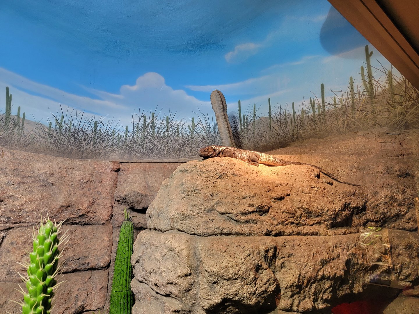 Nashville Zoo 5/22 - Unseen New World, desert tortoise, beaded lizard, spiny-tailed iguana