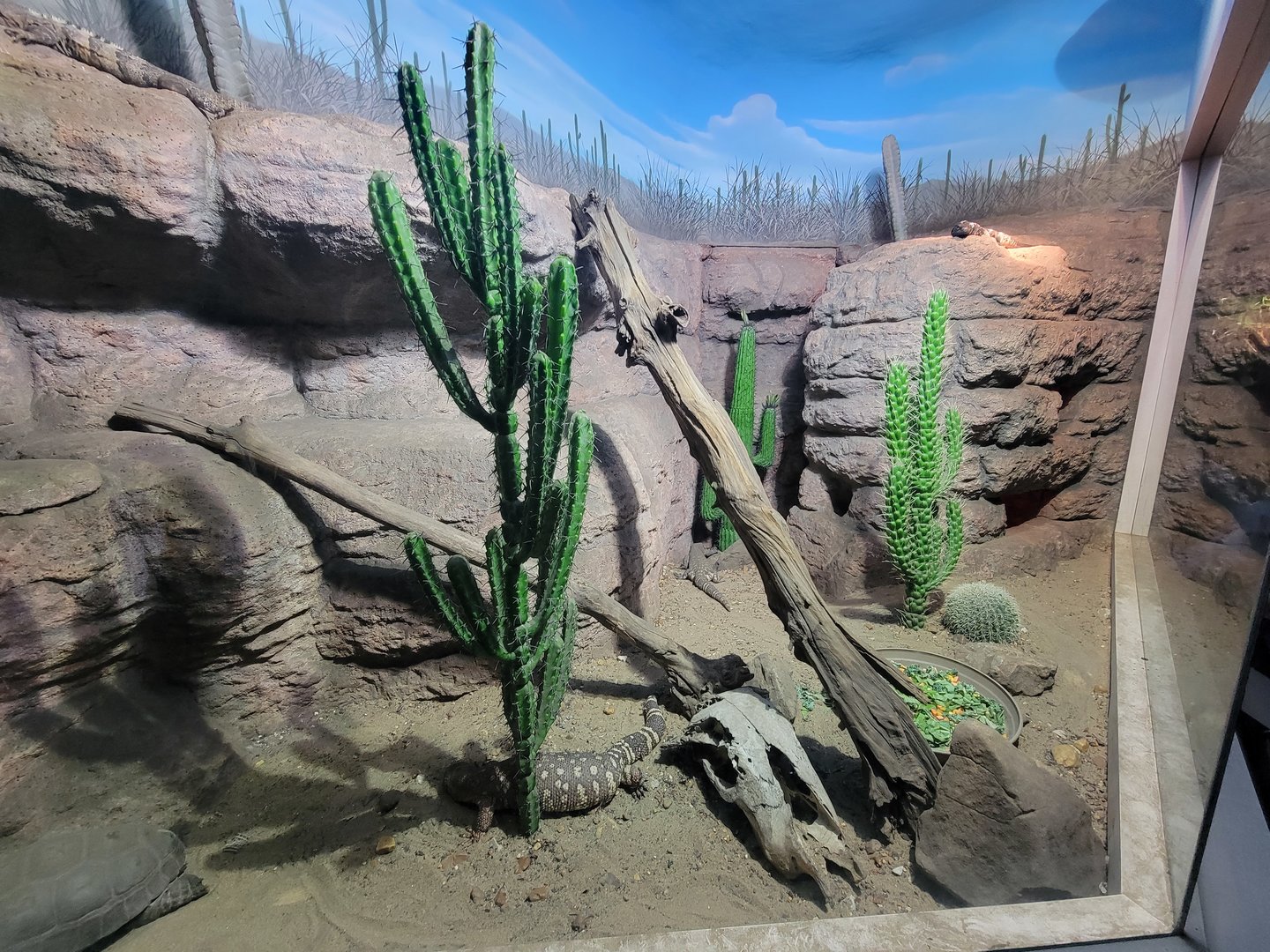 Nashville Zoo 5/22 - Unseen New World, desert tortoise, beaded lizard, spiny-tailed iguana