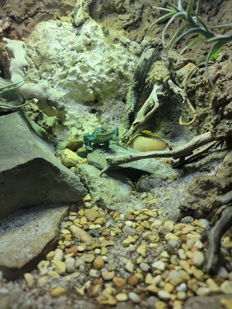 Nashville Zoo 5/22 - Unseen New World, eastern collared lizard