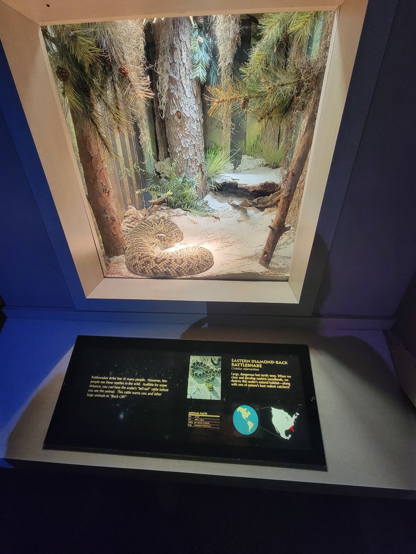 Nashville Zoo 5/22 - Unseen New World, eastern diamondback rattlesnake