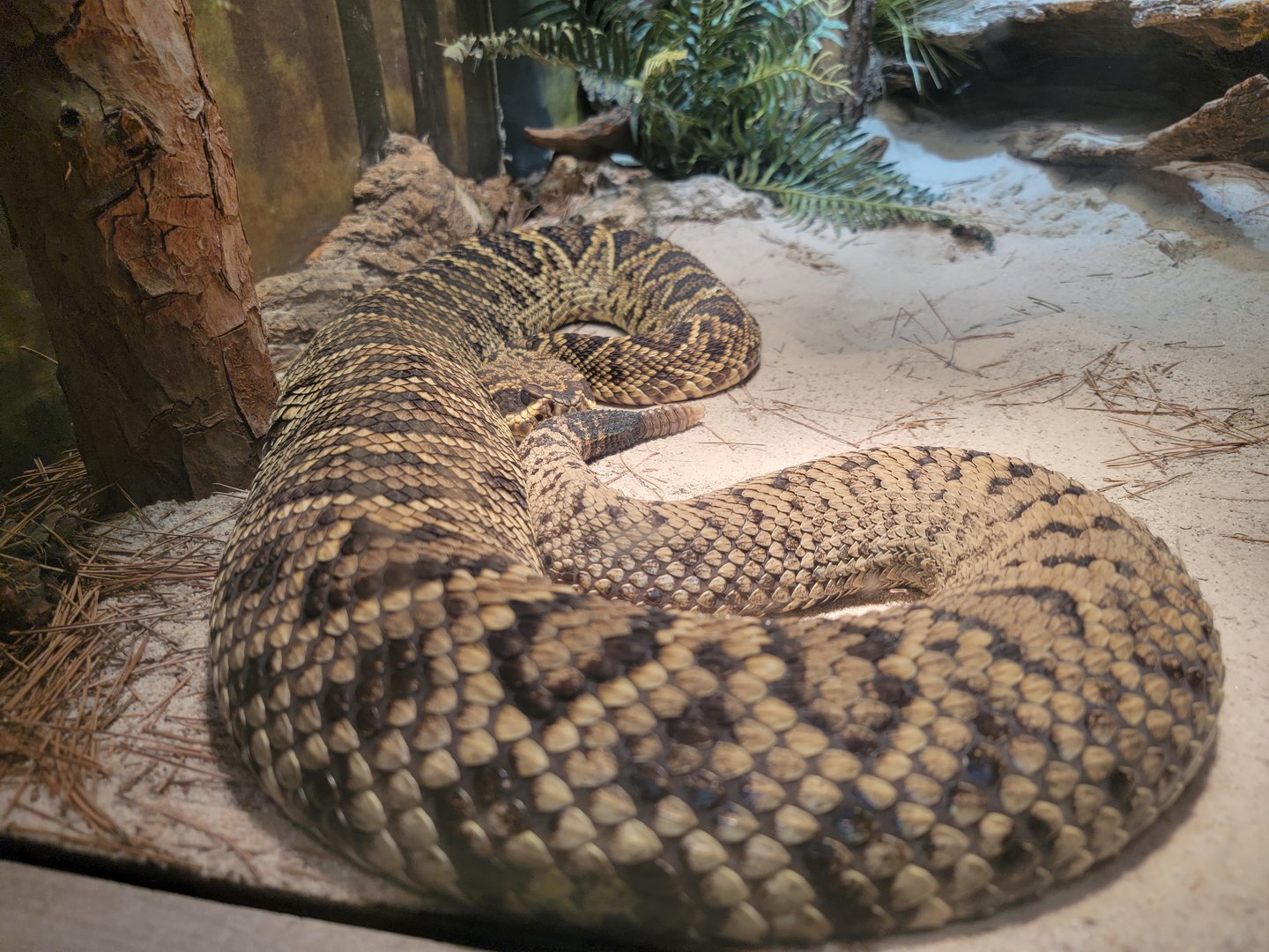 Nashville Zoo 5/22 - Unseen New World, eastern diamondback rattlesnake