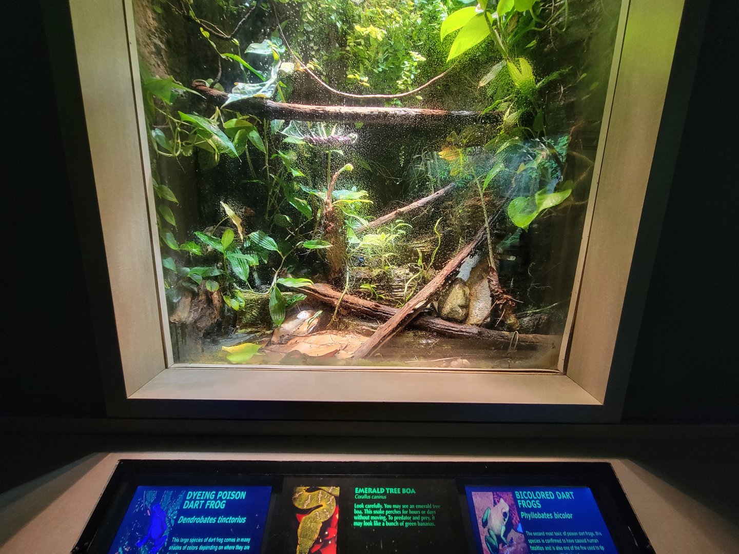 Nashville Zoo 5/22 - Unseen New World, emerald tree boa, dyeing poison dart frog, bicolor poison dart frog