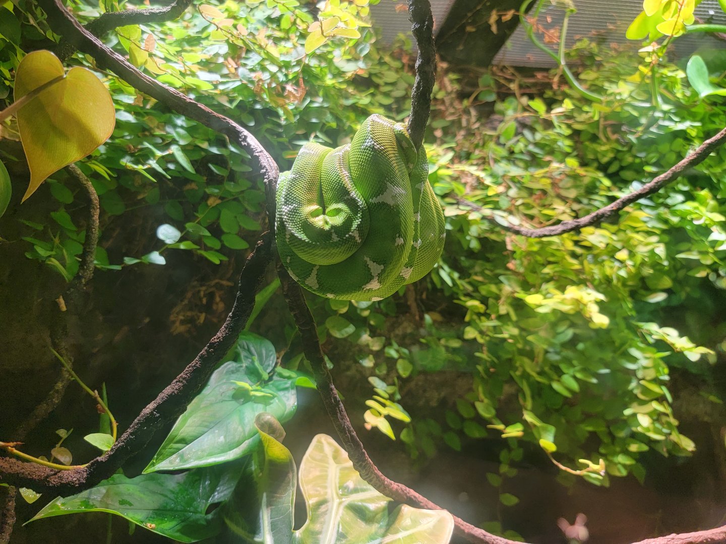 Nashville Zoo 5/22 - Unseen New World, emerald tree boa