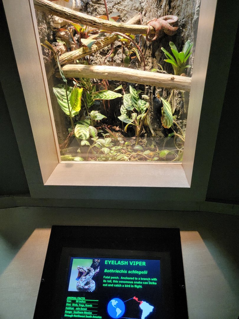 Nashville Zoo 5/22 - Unseen New World, eyelash pit viper