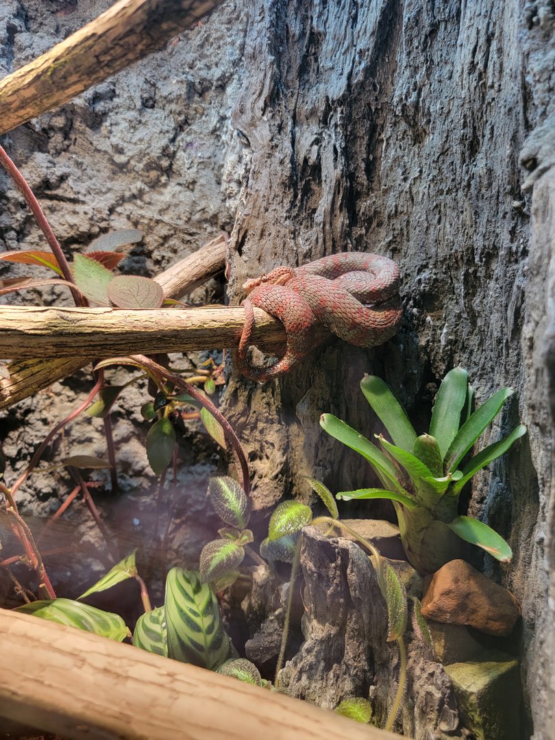 Nashville Zoo 5/22 - Unseen New World, eyelash pit viper