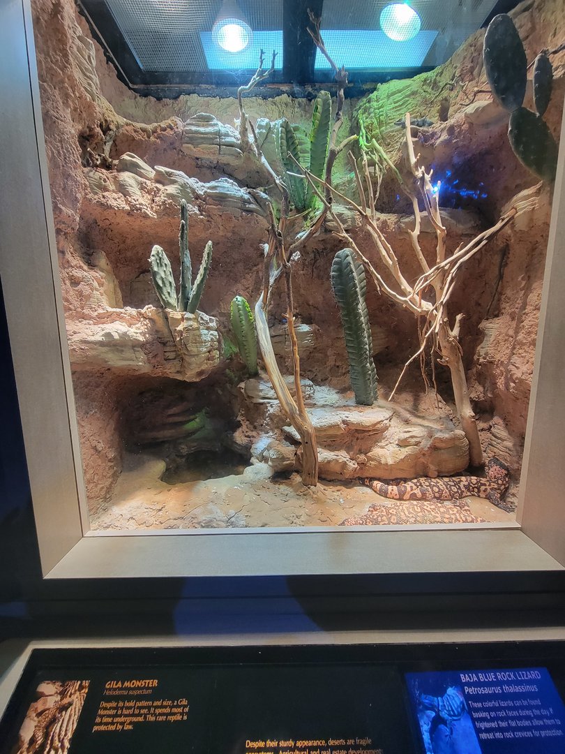 Nashville Zoo 5/22 - Unseen New World, gila monster and baja blue rock lizard