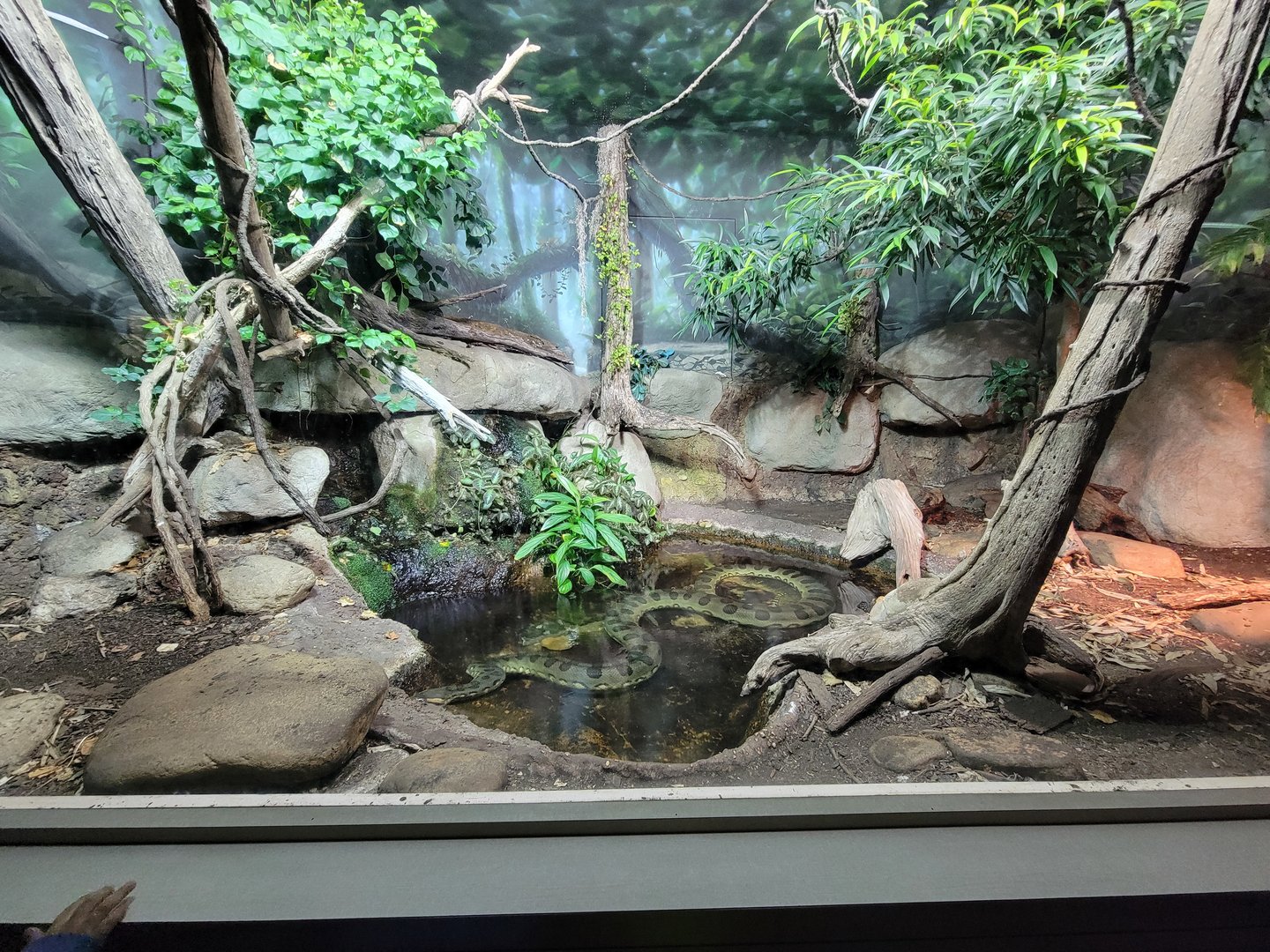 Nashville Zoo 5/22 - Unseen New World, green anaconda, red-tailed boa constrictor