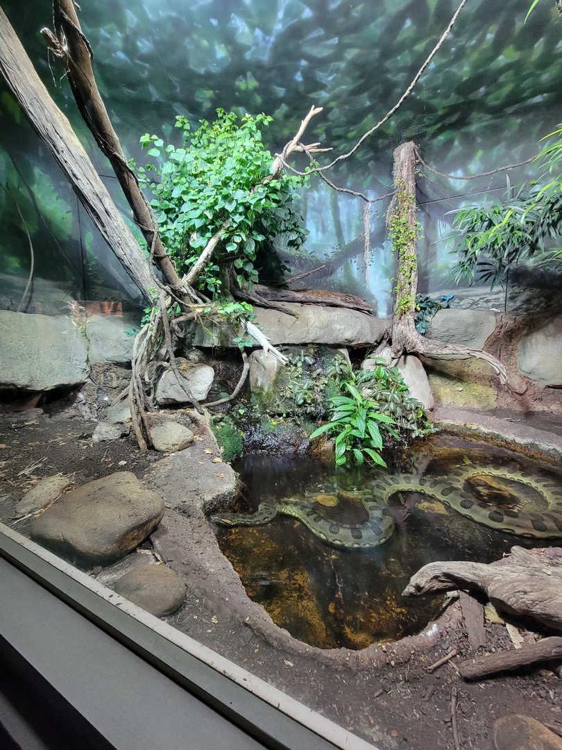 Nashville Zoo 5/22 - Unseen New World, green anaconda, red-tailed boa constrictor
