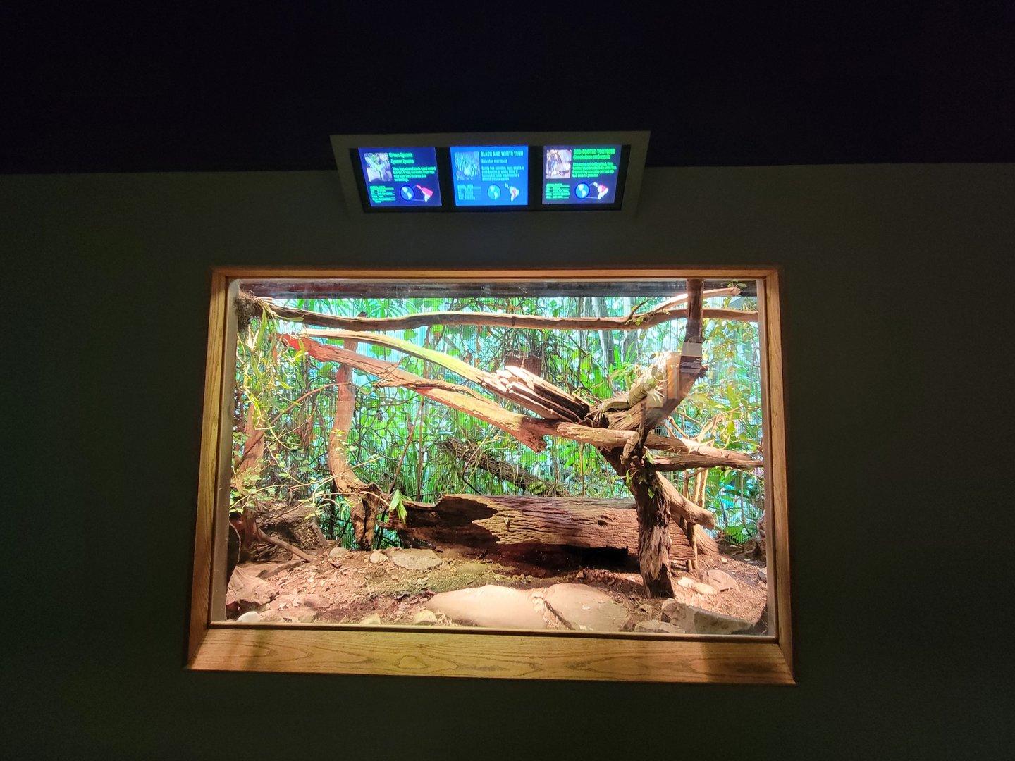 Nashville Zoo 5/22 - Unseen New World, green iguana, red-footed tortoise, black and white tegu