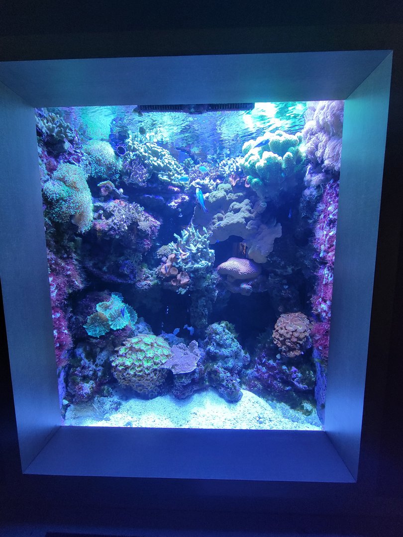 Nashville Zoo 5/22 - Unseen New World, hawkfish, neon goby, lined basslet, chromis sp.