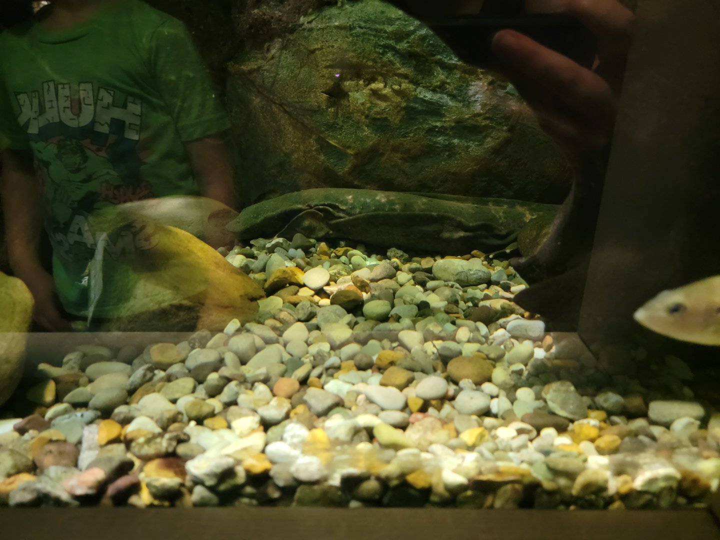 Nashville Zoo 5/22 - Unseen New World, hellbender (mixed with water snake sp.)