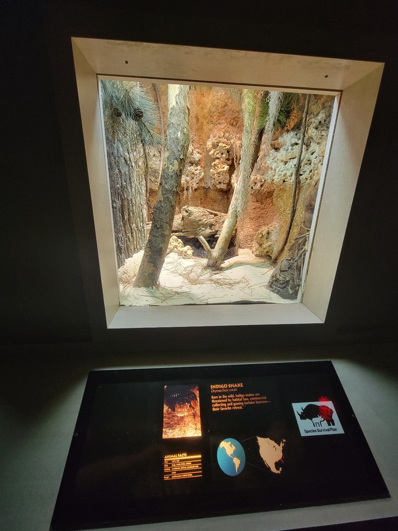 Nashville Zoo 5/22 - Unseen New World, indigo snake