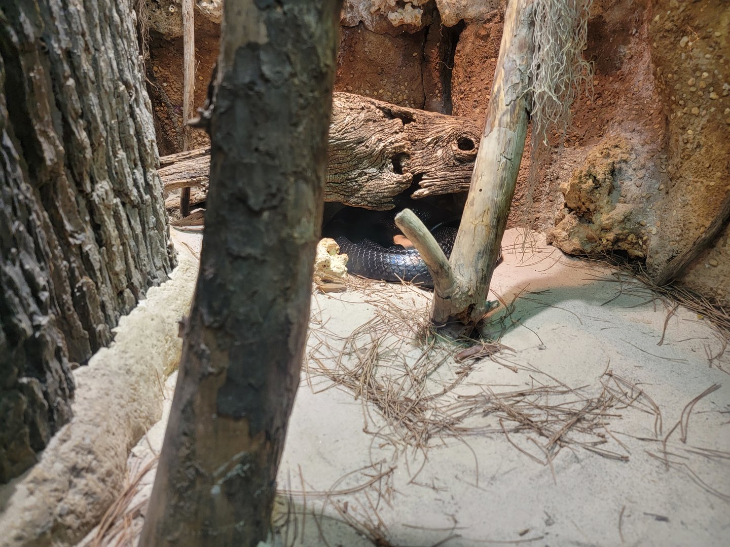 Nashville Zoo 5/22 - Unseen New World, indigo snake