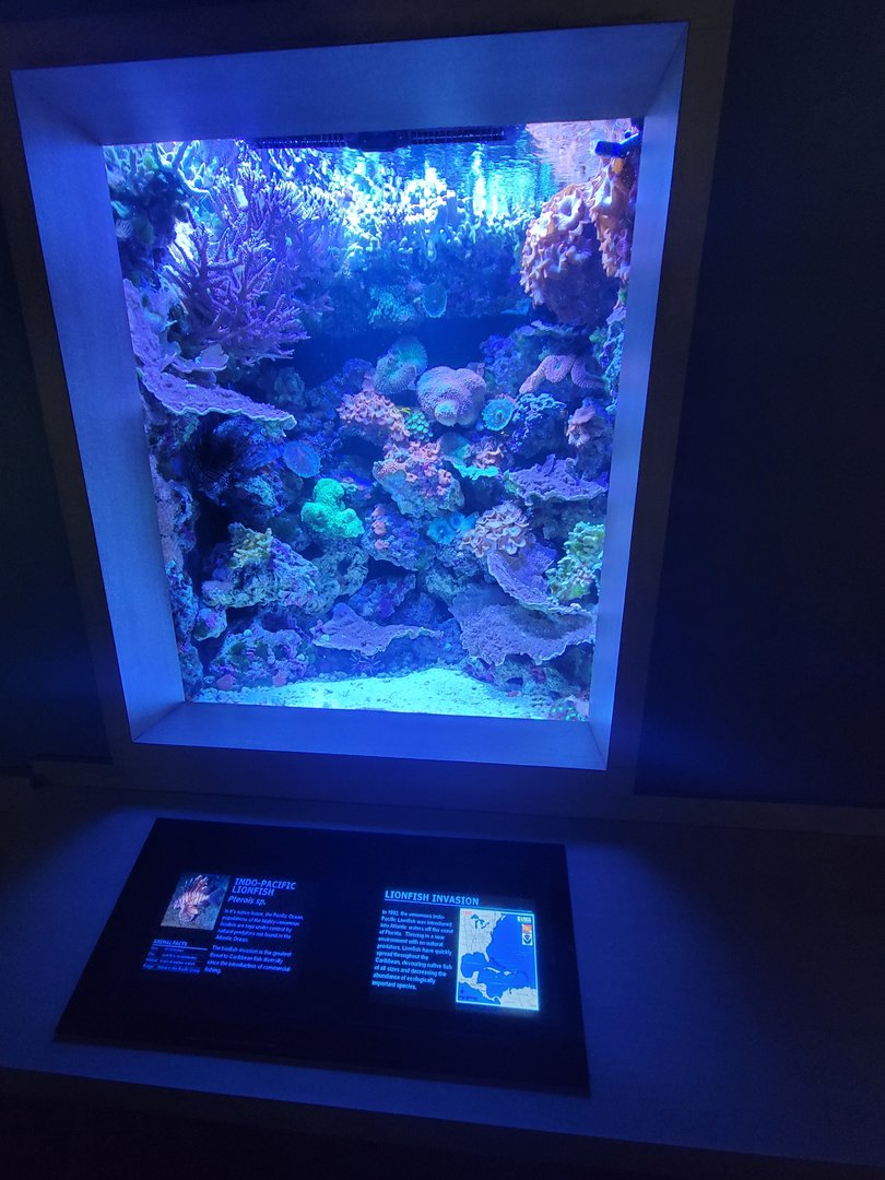 Nashville Zoo 5/22 - Unseen New World, Indo-Pacific lionfish