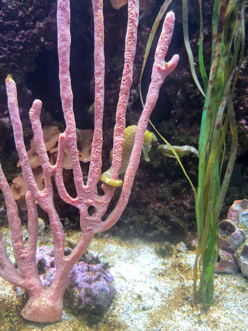 Nashville Zoo 5/22 - Unseen New World, lined seahorses