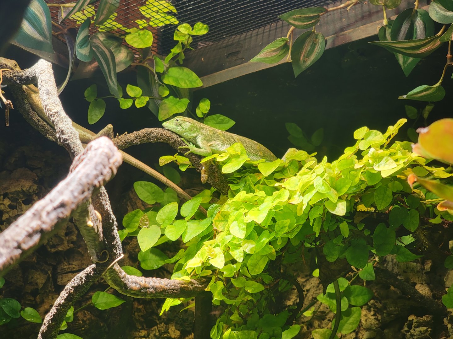 Nashville Zoo 5/22 - Unseen New World, many-colored bush anole (with Surinam toad)