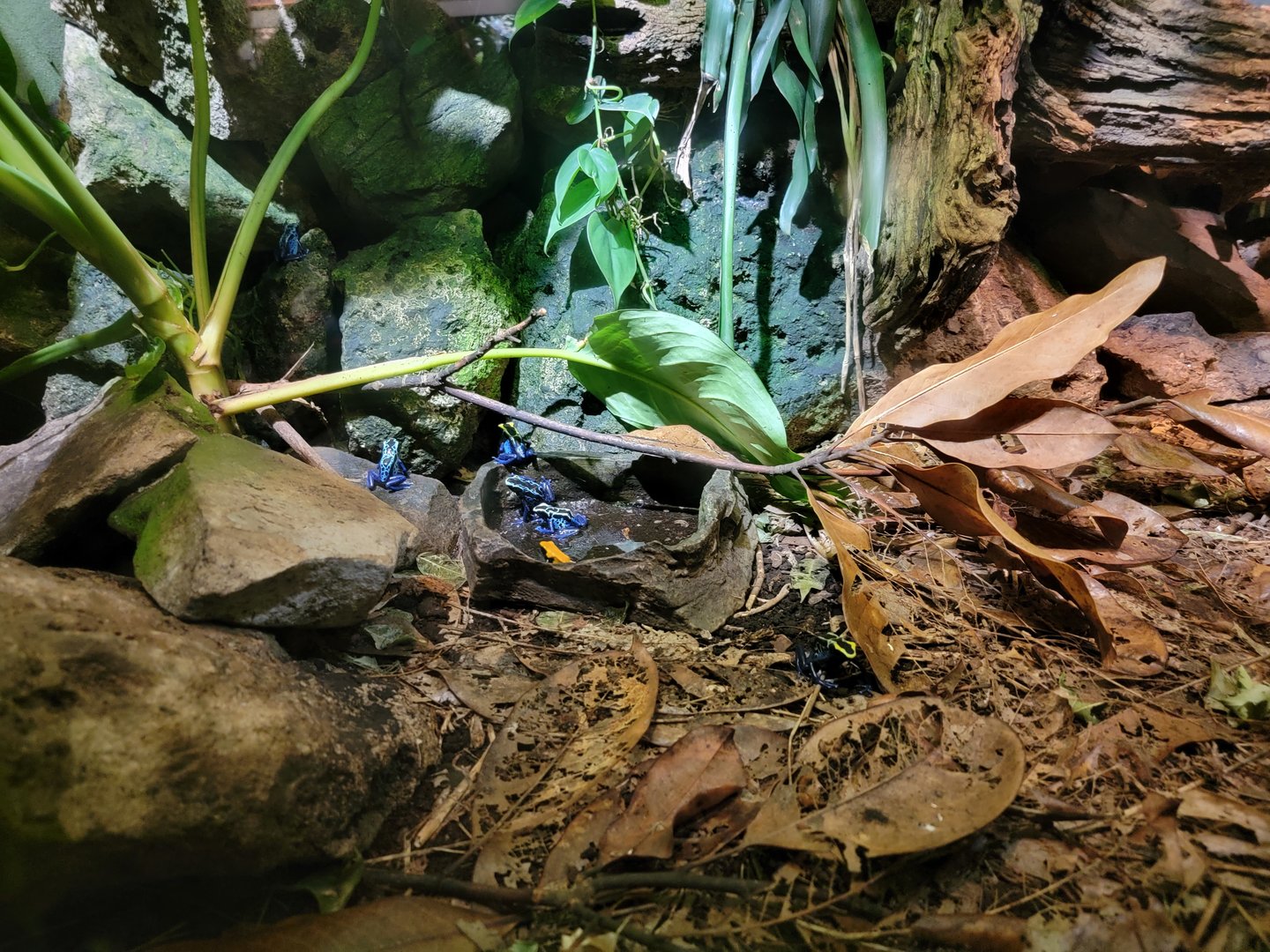 Nashville Zoo 5/22 - Unseen New World, PDFs (with signed: bushmaster, eastern casquehead iguana, yellow-headed gecko)