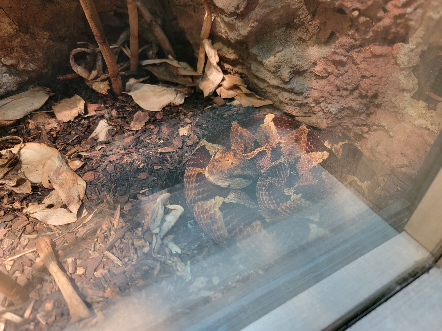 Nashville Zoo 5/22 - Unseen New World, Picado's jumping pit viper