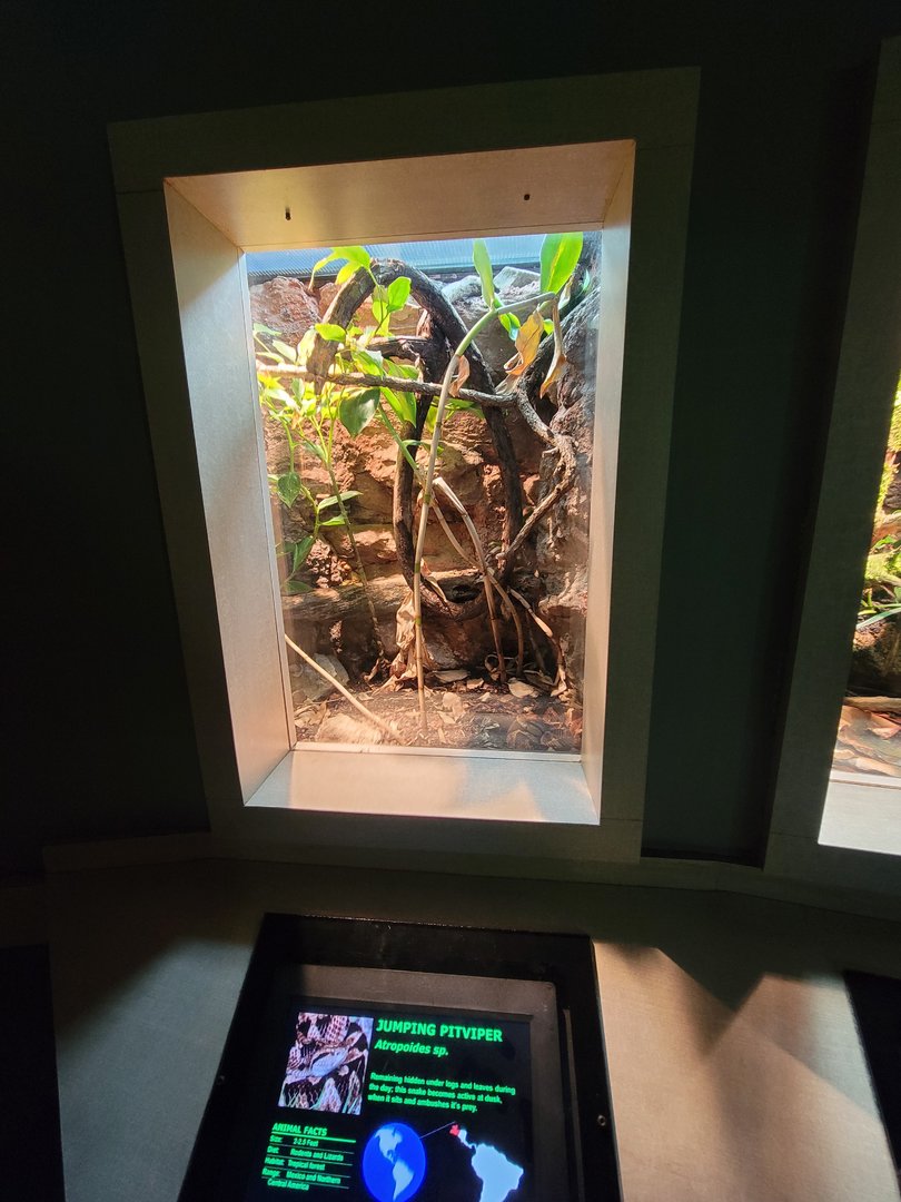 Nashville Zoo 5/22 - Unseen New World, Picado's jumping pit viper