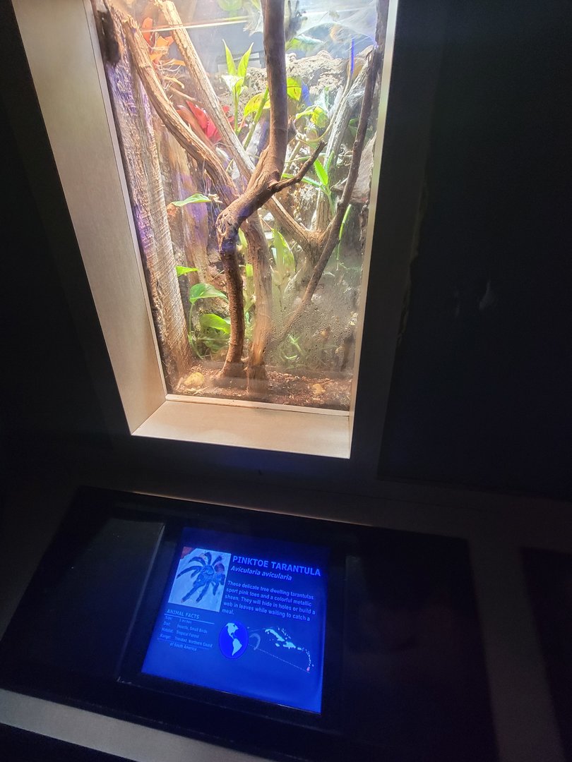 Nashville Zoo 5/22 - Unseen New World, pinktoe tarantula, Avicularia avicularia