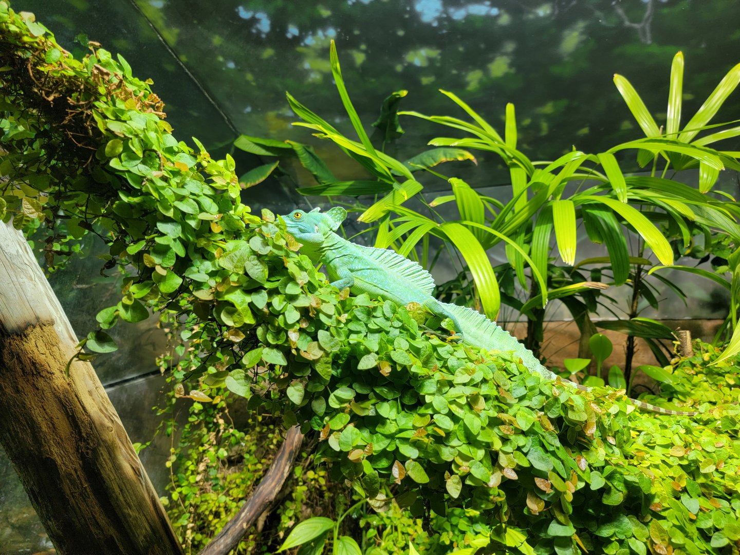 Nashville Zoo 5/22 - Unseen New World, plumed basilisk