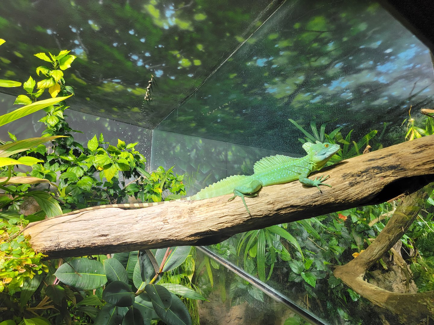 Nashville Zoo 5/22 - Unseen New World, plumed basilisk