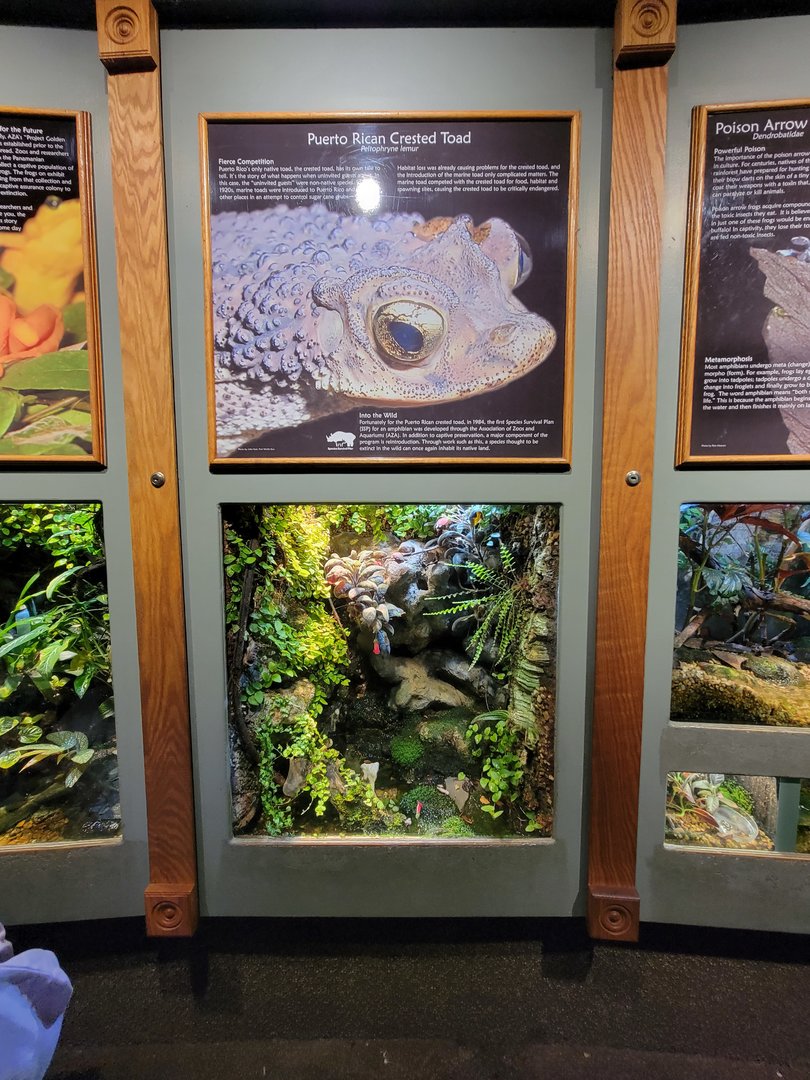 Nashville Zoo 5/22 - Unseen New World, Puerto Rican crested toad